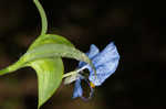 Whitemouth dayflower 